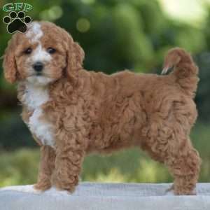 Vanessa, Cavapoo Puppy